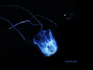 Tiny Box jellyfish, night dive, Anilao, Philippines by Marylin Batt 